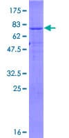 Human ZNRF4 Protein (Recombinant GST)