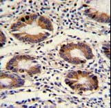 Polyclonal Rabbit anti-Human CLNS1A Antibody (aa189-216, IHC, WB)