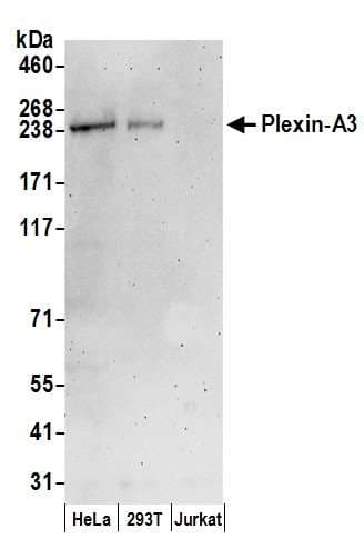 PLXNA3 / Plexin A3 Antibody (aa1050-1100)