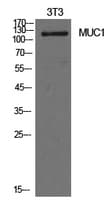 EMA / MUC1 Antibody