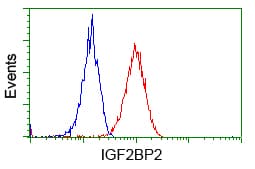 IGF2BP2 Antibody (clone OTI3G7)