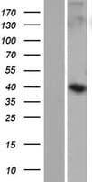 WDR86 Protein (Over-Expression Lysate Myc-DDK (Flag))