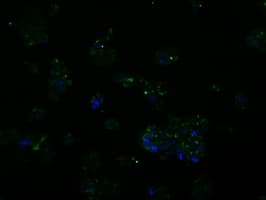 BAP / SIL1 Antibody (clone OTI1F9)