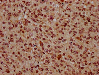 BSX Antibody