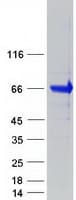 Human PTPRE / PTP Epsilon Protein (Recombinant Myc-DDK (Flag))