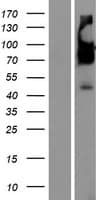 SERINC5 Protein (Over-Expression Lysate Myc-DDK (Flag))