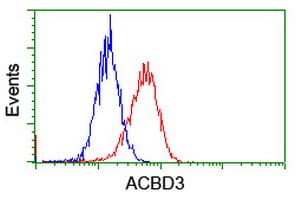 GCP60 / ACBD3 Antibody (clone OTI1B5)