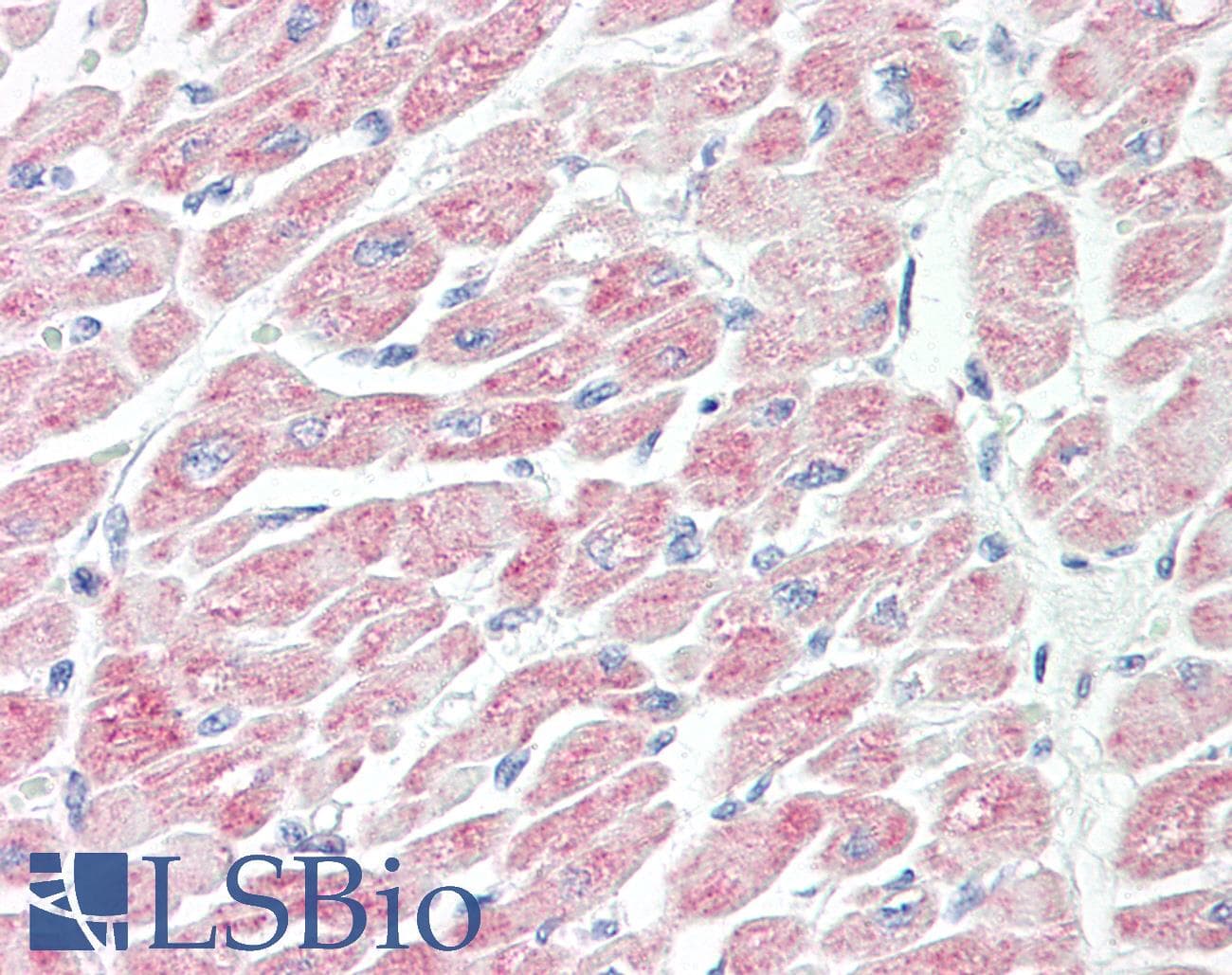 IHC-plus™ Polyclonal Rabbit anti-Human NLRX1 Antibody (aa580-630, IHC, WB)