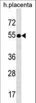Polyclonal Rabbit anti-Human FZR1 Antibody (aa53-81, WB)
