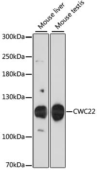 CWC22 Antibody