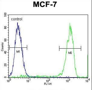 TMEM132E Antibody (aa704-733)