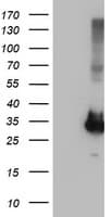 PNMT Antibody (clone OTI2A5)