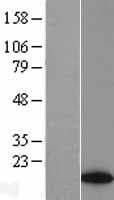 ATAD4 Protein (Over-Expression Lysate Myc-DDK (Flag))