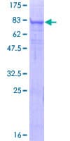 Human TMPRSS6 Protein (Recombinant GST)