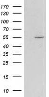 HDAC1 Antibody (clone OTI6F11)