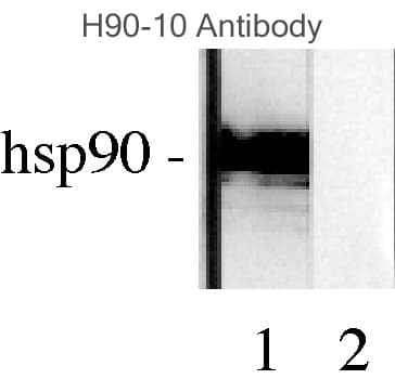 IHC-plus™ HSP90 / Heat Shock Protein 90 Antibody (clone H9010)