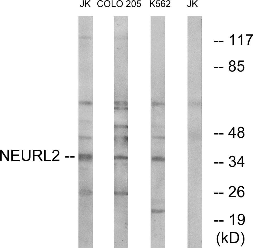 NEURL2 Antibody