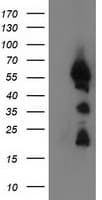 UBXN2B Antibody (clone OTI1F7)