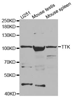 MPS1 / TTK Antibody