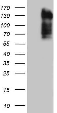 Monoclonal Mouse anti-Human LPIN3 / Lipin-3 Antibody (clone OTI2B7, Carrier-free, WB)