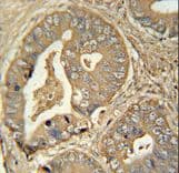 ISA2 / ISCA2 Antibody (aa72-101)