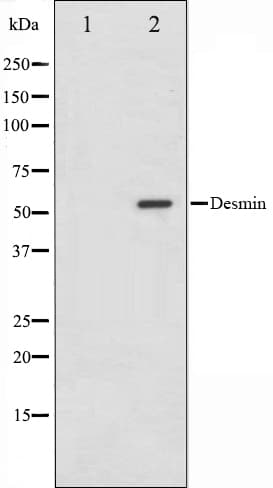DES / Desmin Antibody