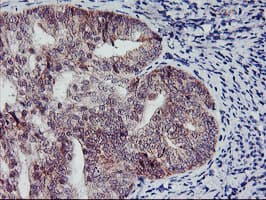 NAPE-PLD Antibody (clone OTI3D5)