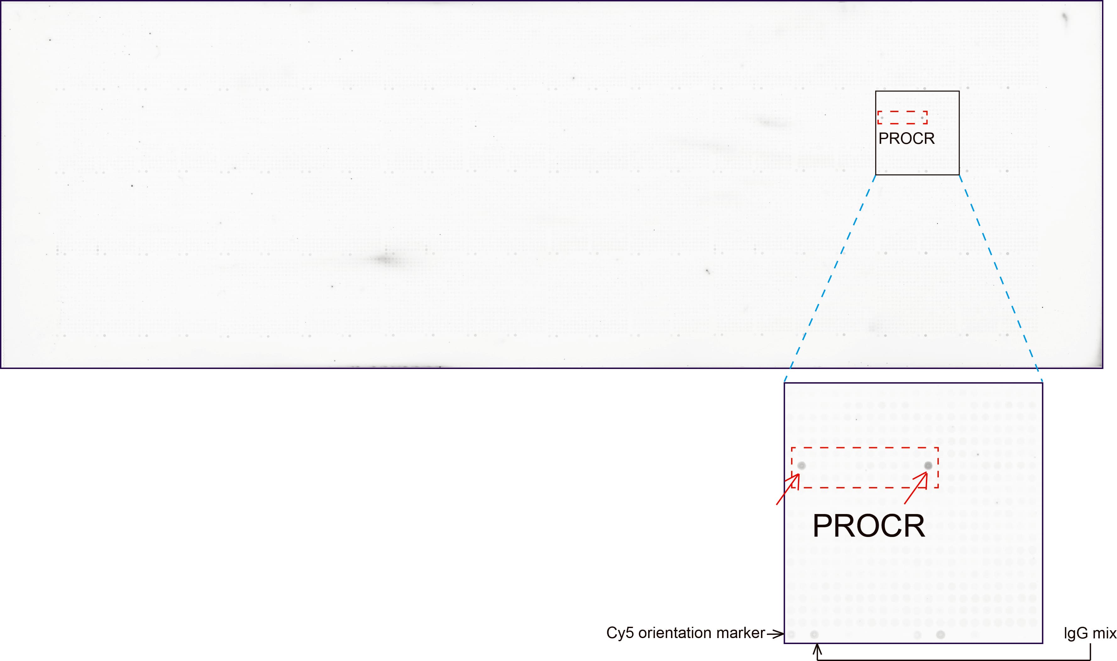 PROCR / EPCR Antibody (aa1-210, clone UMAB200, Carrier-free)