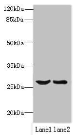 OCIAD1 Antibody
