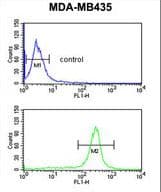 Polyclonal Rabbit anti-Human GSTK1 Antibody (aa93-120, IHC, WB)