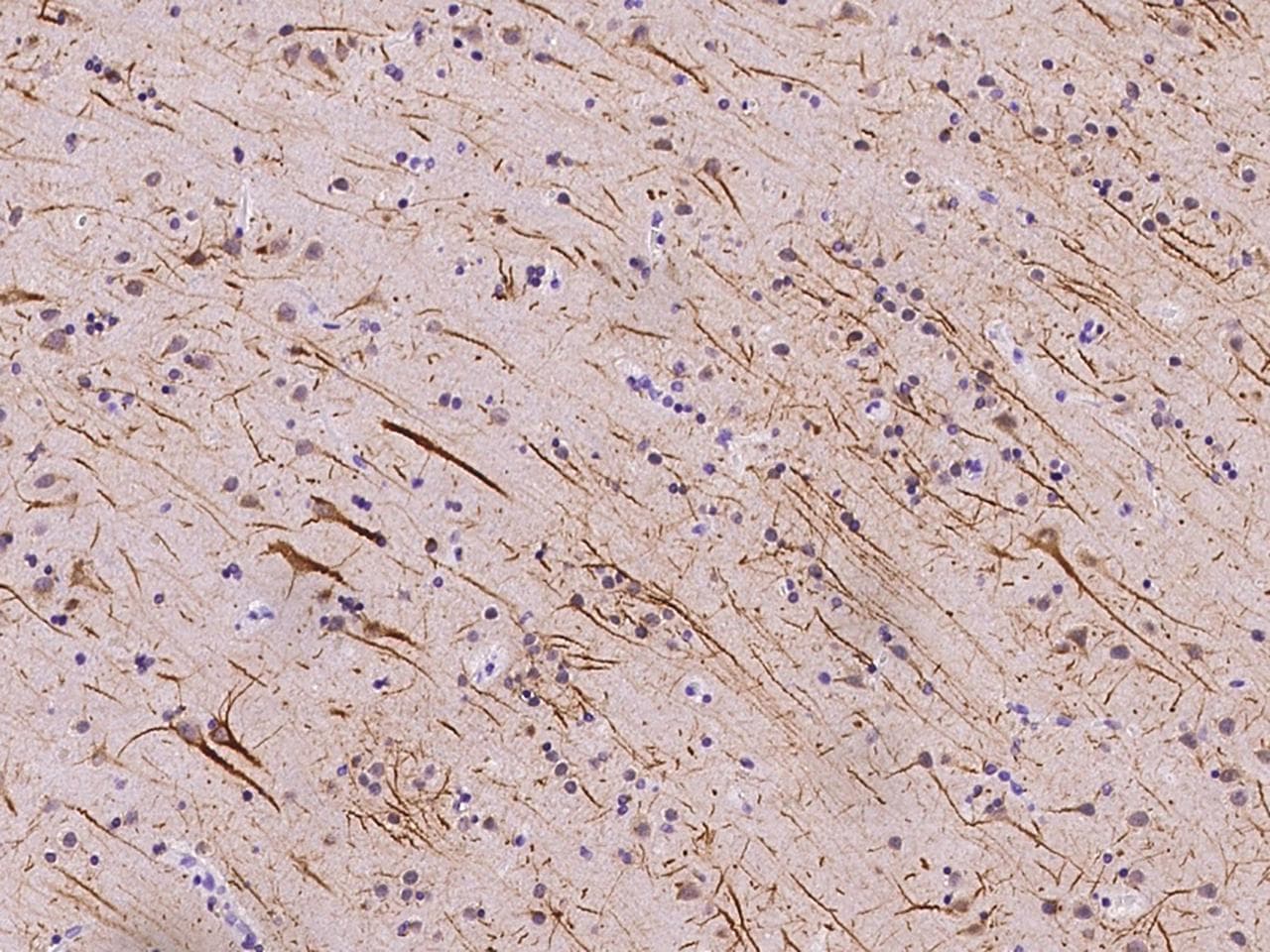 MLF2 Antibody