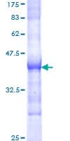 Human SOS1 Protein (Recombinant GST, N-terminus)