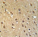 Polyclonal Rabbit anti-Human SPRN / SHADOO Antibody (aa76-105, IHC, WB)