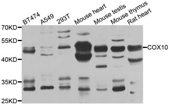 COX10 Antibody