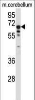 TCF3 / E2A Antibody (aa506-534)