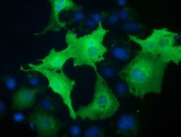 VWA5A Antibody (clone OTI1E9)
