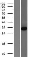 METTL6 Protein (Over-Expression Lysate Myc-DDK (Flag))