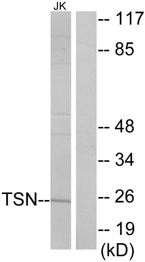IHC-plus™ TSN / Translin Antibody (aa101-150)