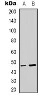 NCF1 / p47phox / p47 phox Antibody (C-Terminus)