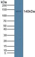 CTx-I Antibody