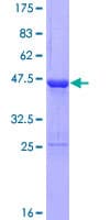 Human ZC3H7A Protein (Recombinant GST)