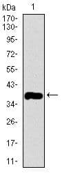 MRPL42 / MRPS32 Antibody (Amino Acid: 142-203, clone 3H6G11)