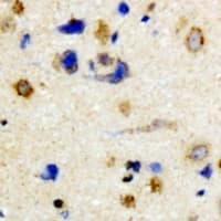 RGS7 Antibody