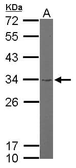 RPS3A / Ribosomal Protein S3A Antibody (aa14-264)