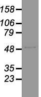 GFAP Antibody (clone OTI2D8)