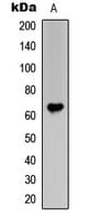 Frizzled 1+2+7 Antibody (N-Terminus)
