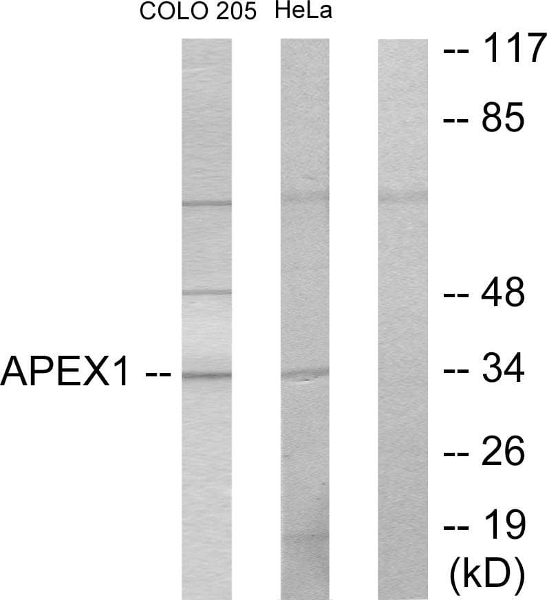 APEX1 / APE1 Antibody