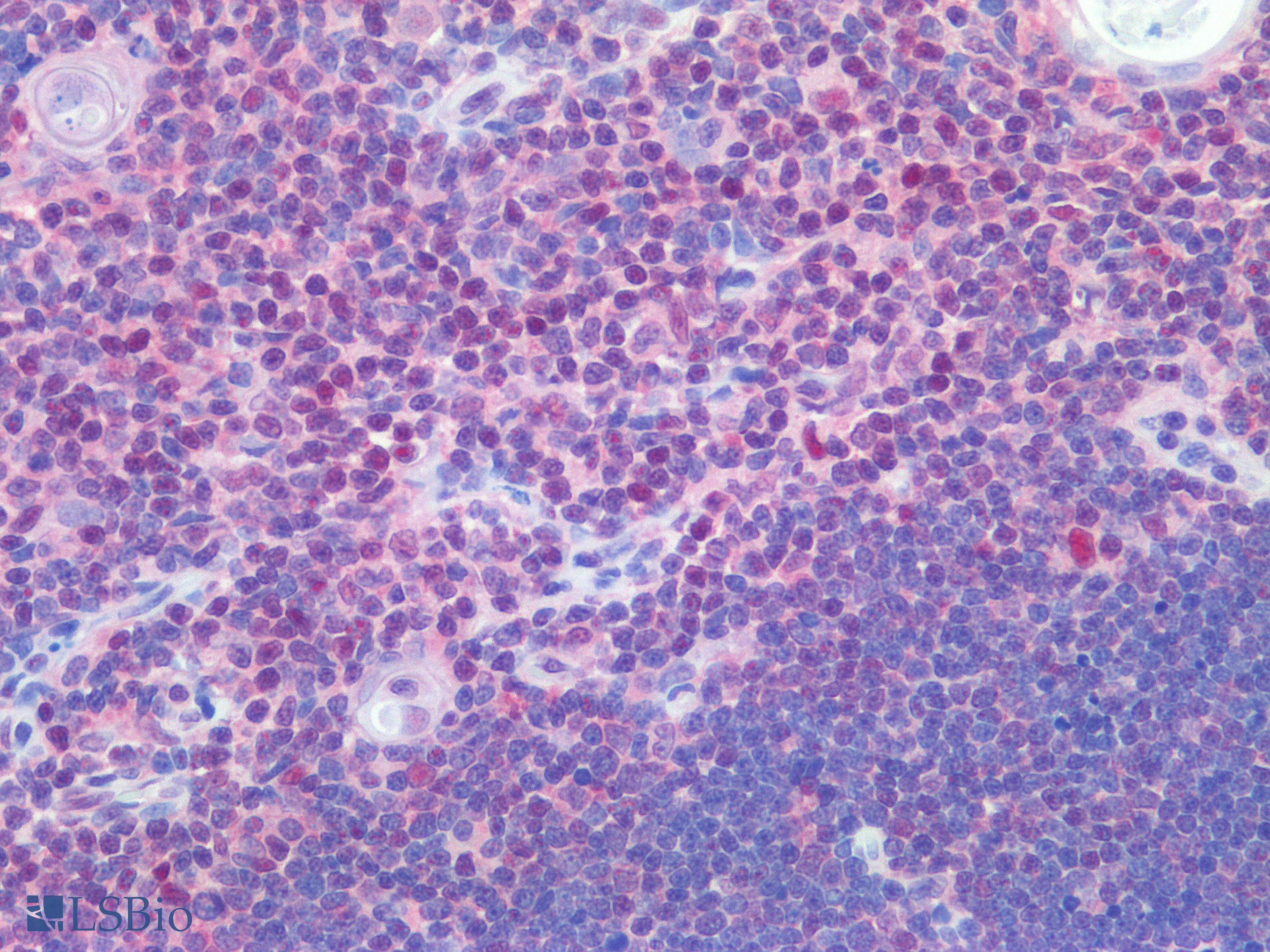 PathPlus™ MYC / c-Myc Antibody (aa408-439, clone 9E10)