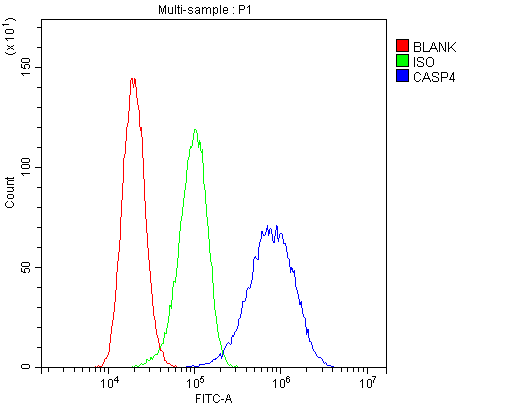 CASP4 / Caspase 4 Antibody