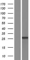 MS4A7 Protein (Over-Expression Lysate Myc-DDK (Flag))